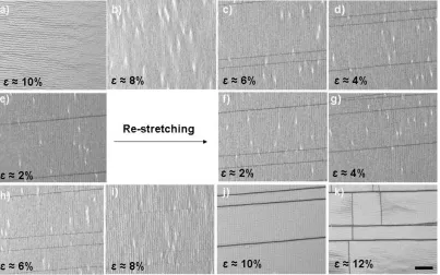 Figure 1.12. Optical microscopy images of buckles formation when releasing and re-applying strain on an ITO sputtered PDMS sheet