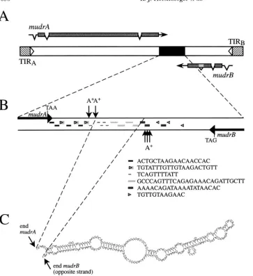FIGURE 1 and of the MuDR  transcripts and in- from the terminal  inverted gion containing multiple direct along the transcripts