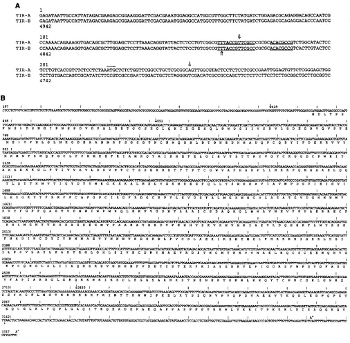 FIGURE 2."Sequences of the major ATG in the position line).  The sequence of the sites identified in Sequence of the cloned the polypeptides, and polypeptide sequence