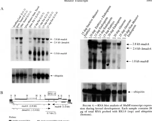 FIGURE 4.-RNA blot analysis of sion  during kernel development. Each sample contains pg  of MuDR transcript expres- 20 total RNA probed with BX1.O (top) and ubiquitin (bottom)