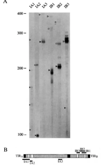 FIGURE 5.-Splicing RNase protection analysis 0, spliced from active bzZ::mu9seedlings