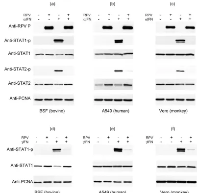 FIG. 1. RPV infection inhibits the tyrosine phosphorylation of STAT1 and STAT2 in response to IFN-�tyrosine-phosphorylated STAT proteins determined by Western blot analysis with the corresponding speciﬁc antibodies, as indicated to the left ofeach panel