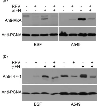 FIG. 2. RPV infection blocks the expression of type I or type IIIFN-inducible proteins