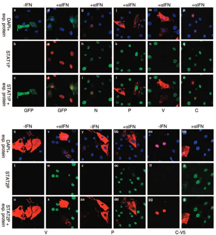 FIG. 5. RPV V, P, and C all inhibit IFN-induced phosphorylation of STATs. BSF cells were transfected with plasmids expressing GFP or N-,V-, P-, C-, or C-V5-tagged proteins as indicated
