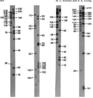 FIGURE 2.-Identification and 2539. were identified striction  fragments strain Cuyl 1 generate the restriction  profiles  were, left  to  right, BnmHI,  DrnI, 2539 Fragments  used (TTAGGG)3 was  used of telomeric re- in parental  strains,  Guyl 1 In each  