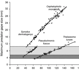 Fig. 3. Potential for gape limitation in 4 predator species (Pseudochromis fuscusduring interactions with settlement-stage and juvenile prey (amboinensistor standard length–gape size relationships (dark and light grey: body–depthrange of settlement-stage p