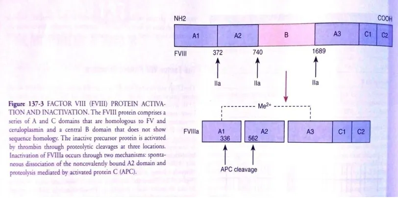 FIGURE.5. FACTOR VIII PROTEIN ACTIVATION AND INACTIVATION