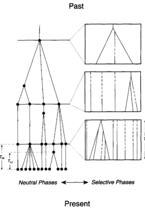 FIGURE 2.-A of coalescent events During the selective phases, cifically, for two different  time scales