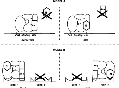 FIGURE 6.-Models PcG protein complexes. indicates that sites or  proteins  are  not functional  in  certain cell types