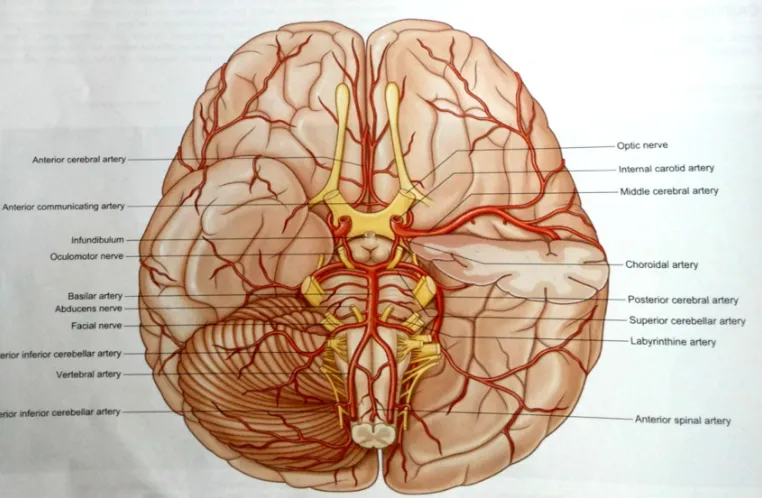 Fig 1. Showing Circle of Willis at the base of the brain. 