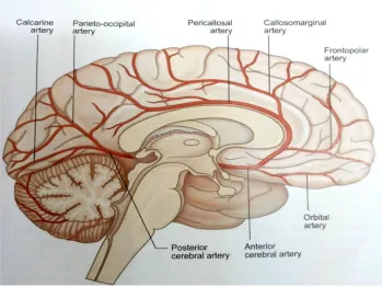 Fig 3: showing the course of anterior cerebral artery. 
