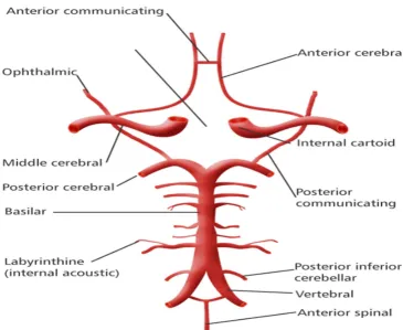 Fig 4:showing the vertebral and basilar network. 