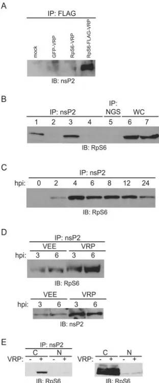 FIG. 2. Characterization of the RpS6-nsP2 interaction in vivo. Un-less otherwise stated, cells were infected at an MOI of 10 IU/cell with
