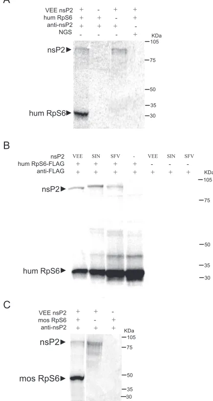FIG. 3. In vitro interactions of nsP2 and RpS6. (A) nsP2 and hu-man RpS6 interact when the two proteins are synthesized together in