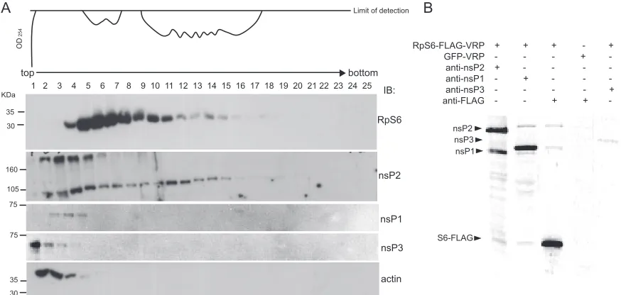 FIG. 4. Other proteins associated with the complex containing nsP2 and RpS6. (A) RpS6 and nsP2 are present in the same fractions of apolysome gradient