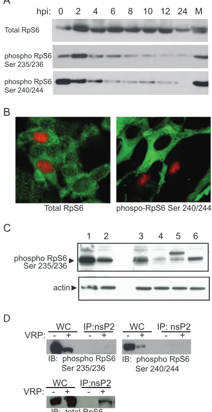 FIG. 5. VRP infection and RpS6 phosphorylation. (A) RpS6 phos-phorylation is diminished within hours of VRP infection