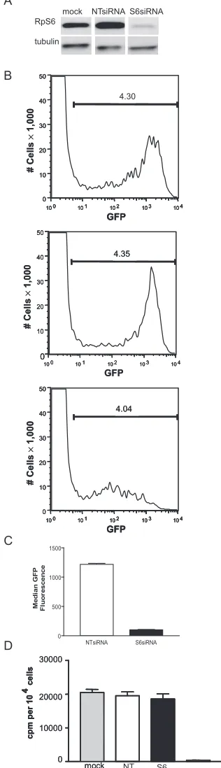 FIG. 6. Diminished RpS6 protein level reduces expression of vi-rally encoded protein. (A) HeLa cells were mock transfected or trans-