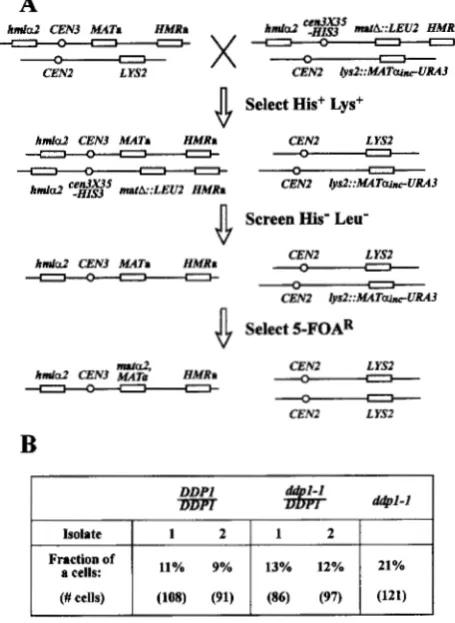 FIGURE 4.-Mutant A5E10 has a single base change in Ya of A4ATa MAT. The DNA sequence of the Ya-Z1 junction region of is compared  for wild-type strain KSW3-20C and  mutant 