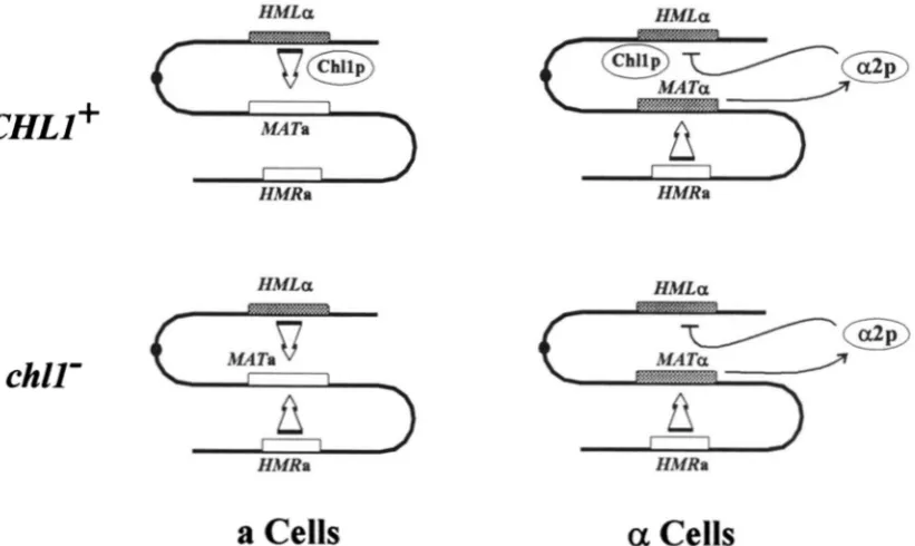 FIGURE 7.-Model Thus,  donor locus selection becomes random in a cells (lower  left). However, even in the absence bias for in the process or indirectly in its capacity is the  preferred  donor in the for  donor selection during  mating type interconversio