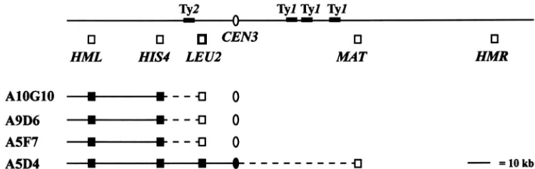 FIGURE 2.-Analysis  of strains by  PFGE  reveals 