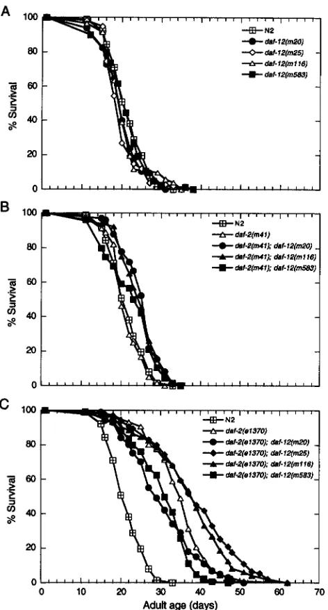 FIGURE 6.-Profiles  of any strain. Vertical  bars represent of eny per animal per day and on day 12