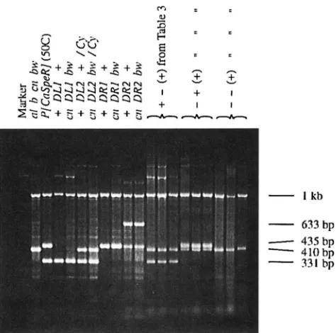 TABLE 3 PCR results  from  the four classes of gametes produced by the  genotype with combined enddeficient 