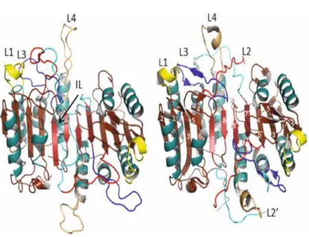 Fig 2.Procaspase-3 model and crystal structure of caspase-3. Active