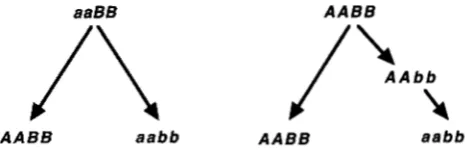 FIGURE 2.-Two  imaginable  paths notype is taxa left sterile for the evolution of two from a common  ancestor