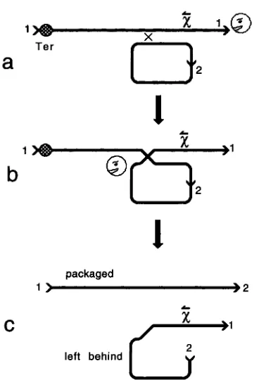 FIGURE of generating a dimer circle. The two complementary recombi- Ter-governed packaging from the  cut nants can be packaged  equally well from and travels  leftward until it encounters containing 4 the left of the or from packaged recombinant chromosome