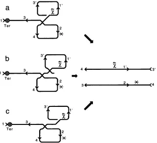 FIGURE 3.-A current  interpretation of linearized linearizes is lost from the  protein