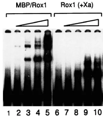 FIGURE 3.-Binding  of upstream region. Gel retardation was carried out using the TATl'TCTGAAGAAGACTTGGAGG3 quence G G ~ G G C T C G A G A A C G G G C T G 3 '  (Consensus, lanes 6-10) and  the synthetic specific, lanes 11-15)