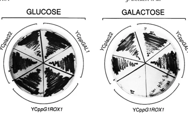FIGURE 5.-Effect  of vector with on  cell  growth.  RZ53-6Aroxl formed dent on glucose  or the ROXl, (ROSE Roxl overexpression was trans- with the following  plasmids:  the YCplac22; YCppGALl, the vector the GAL1 promoter; and YCppGl/ the fusion  of  the G