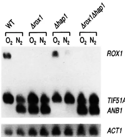 Figure 6 also was probed  for  the transcripts tion on the expression of an hypoxic gene