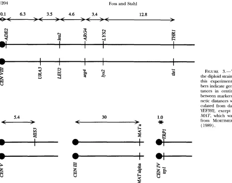 FIGURE 3.-YEF392, the diploid strain used in 