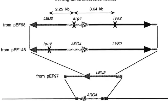 FIGURE 4.-Targeting  scheme  used  to  integrate LYS2, LEU2 and A R M  at A R M .  Numbers  indicate kilobases between  markers