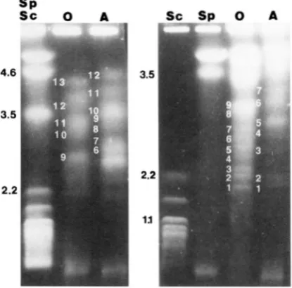 TABLE 1 Inheritance of molecular  markers  in  the  progeny mating  types of a cross between  opposite of Pythium sylvatimm 