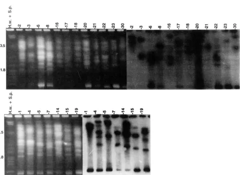 FIGURE 4.-Electrophoretic  karyotype  of  field  isolates  of and  oogonial separated mvws Qthium sylunticum collected  from  the  same farm in Johnston, Iowa, with a ramped switching interval  of 55-90 min and  run  time  of 425 hr