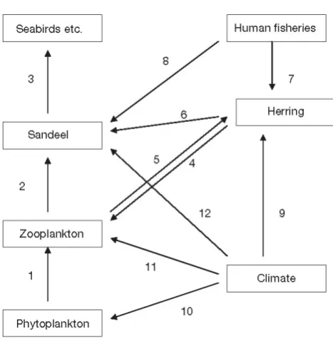 Figure 1. Simplified diagram of some documented and probable trophic and climatic controls  in the North Sea pelagic ecosystem