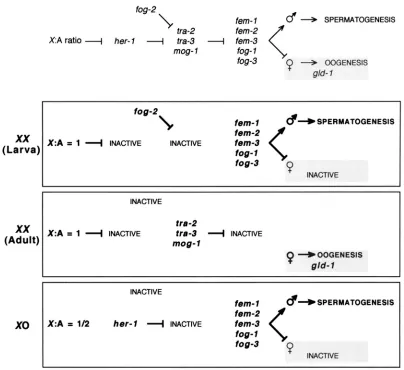 FIGURE 9.-”-1 fog germline sex determination in oogenesis. In  males of the terminal fm/figgenes, which act together control the activity  of the are shaded box the 1992; acts at the end of the sex determination cascade, on the branch that direct? oogenesi