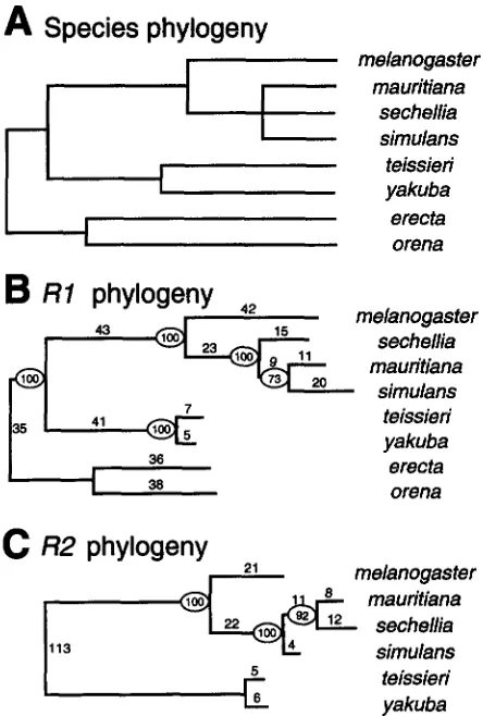 FIGURE 6.-Phylogeny  of species  phylogeny  of the mlanogaster 