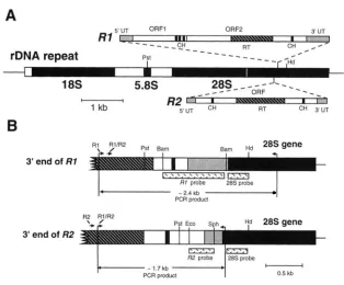 FIGURE 1.-Organization of The various functional  regions and gons/~r within the rDNA unit used volved in nucleic acid binding  (labeled Diagram and spacers;  thin lines, intergenic spacer