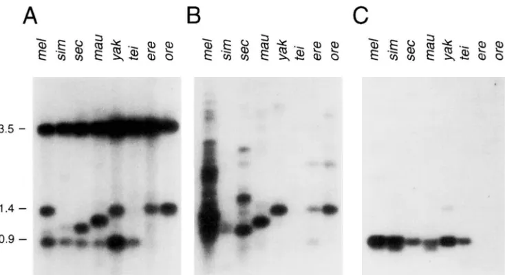 FIGURE 2.-Genomic with The intense band  at an probed with the O.&kb subgroup. The species from which the probed with the  0.3kb blots showing the  abundance of RI and R2 elements in the eight  members of the mehogaster species DNA was isolated is shown at