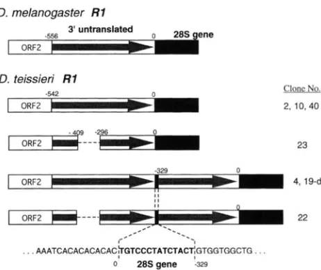 FIGURE 14 duplication was originally generated by the  independent in- nucleotides deleted from some clones