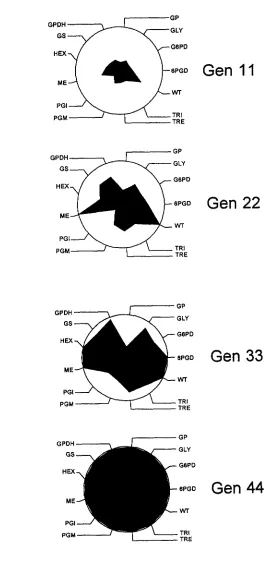 FIGURE solid area in  each  star chart represents the line variance at  generation radius is drawn for  each trait with a length  corresponding generation  corresponding  to  each magnitude of the among-line variance for  each character