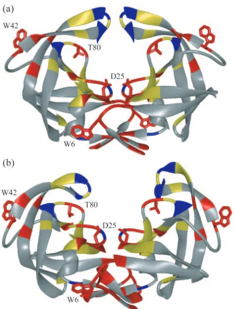 FIG. 1. HIV-1 protease colored by sequence conservation (58).Residues colored red are invariant in both untreated and treated