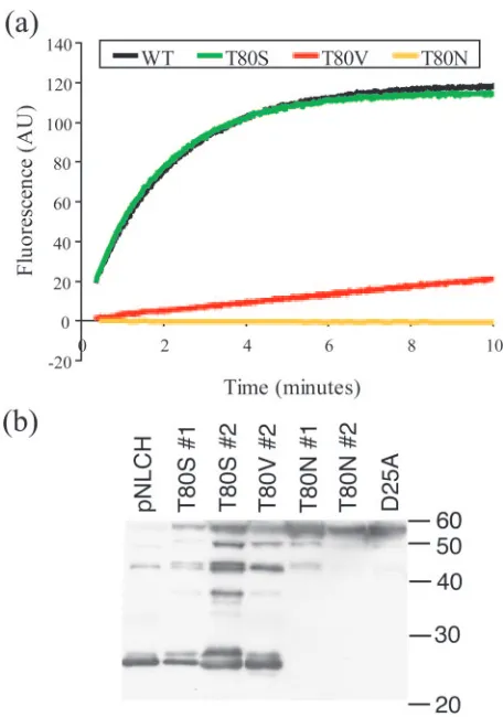 TABLE 3. Catalytic efﬁciencies of WT and variant proteases