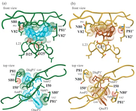 FIG. 6. Differences in van der Waals contacts between the protease and SQV in the SQVT80S and SQVT80N crystal structures