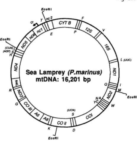 FIGURE 1.-Gene DNA. The positions of 13 protein-coding  genes and two major 