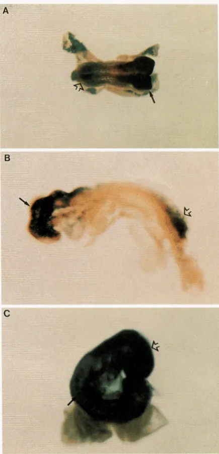 FIGURE 3.-EScell reporter  gene  expression  in  graded  patterns  along  the  ante- rior/posterior The  embryo sion  at  the  posterior bryo