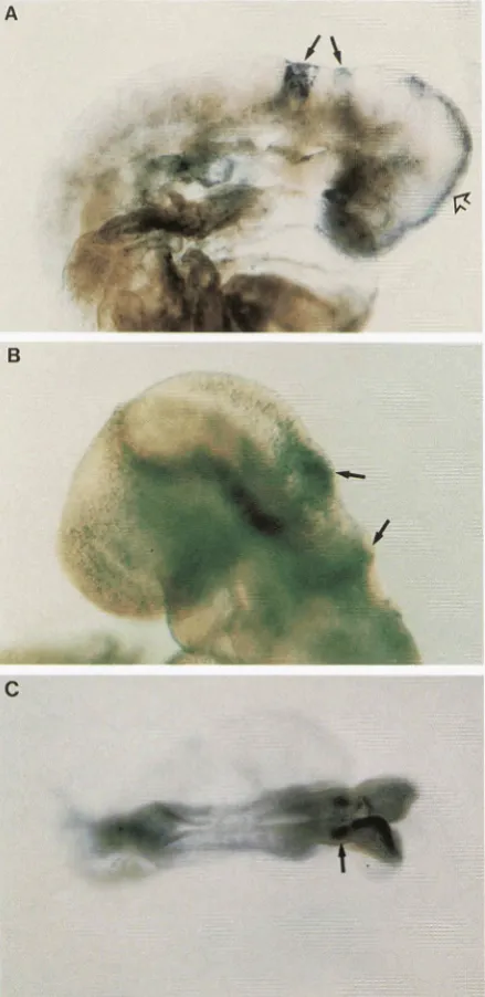 FIGURE 5.-Ekell widespread pression  in midline  of  the  mid-  and  forebrain (open embryo  from  line  13  to staining  in cell  chimeric  embryo  &om  line in stronger  staining  in  the  hindbrain cell-derived  chimeric  embryo  from (8.5 dpc) chimeric